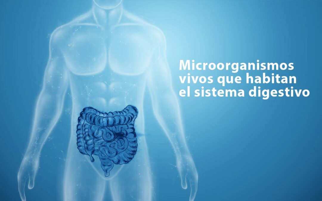 Lo que debes saber sobre la microbiota intestinal